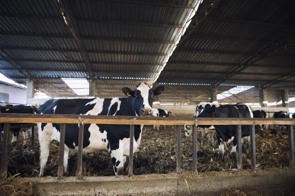 Animal welfare and vegetarian diets